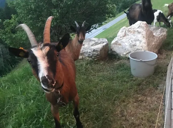 Lägenhet Apartmany Lend Lend